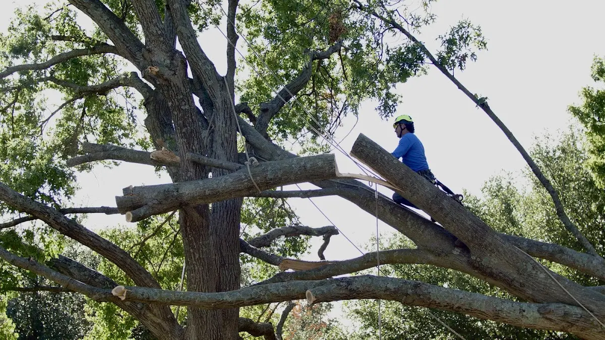 Professional Hazardous Tree Removal performed by certified arborists in Lyndhurst
