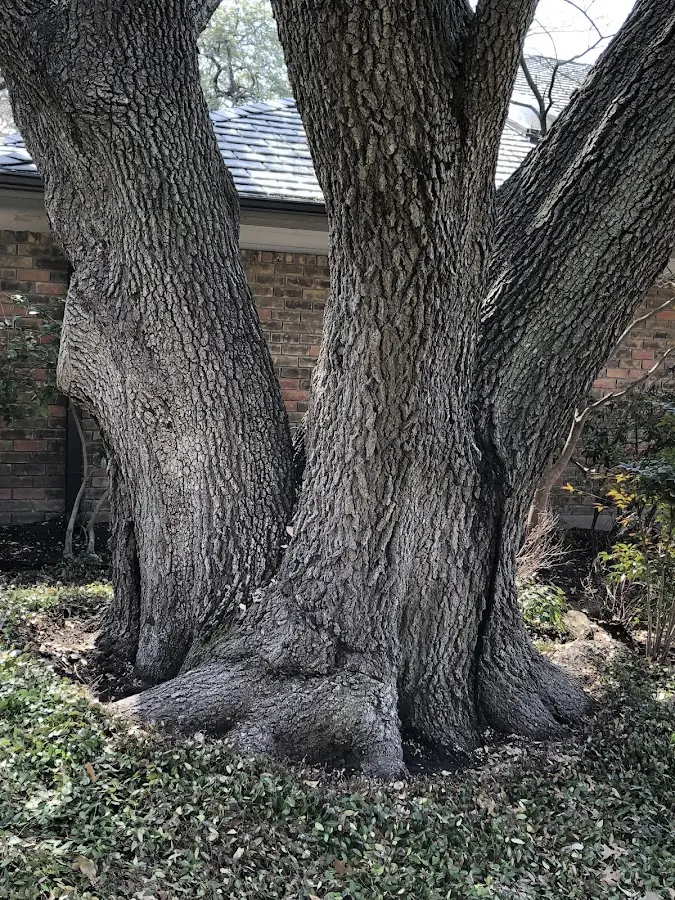 Mature heritage tree close to a Lyndhurst property cared for by certified arborists
